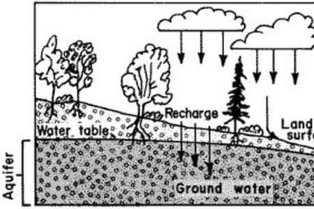 A drawing of trees and ground water